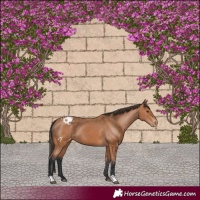 Horse Color:Bay Appaloosa 