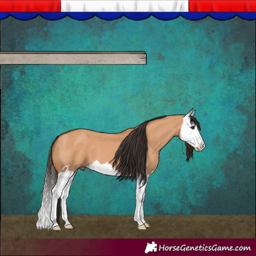 Horse Color:Bay Dun Splash 