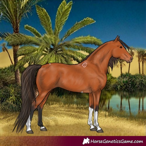Horse Color:Bay Tobiano 