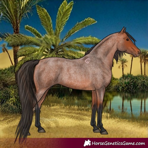Horse Color:Bay Roan