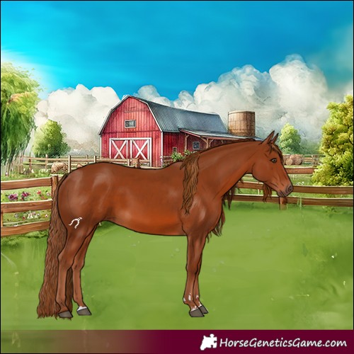 Horse Color:Chestnut 