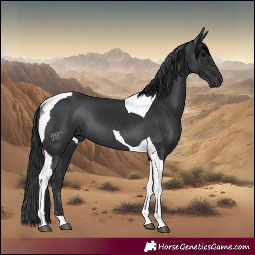 Horse Color:Black Tobiano 