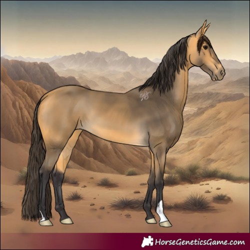 Horse Color:Buckskin 
