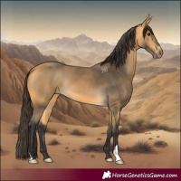 Horse Color:Buckskin 