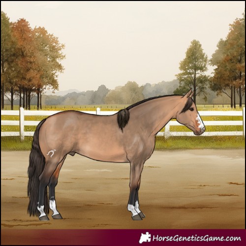 Horse Color:Bay Dun 
