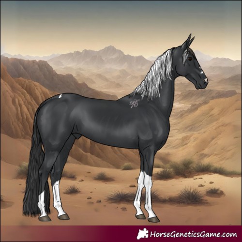 Horse Color:Black Tobiano 