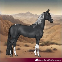 Horse Color:Black Tobiano