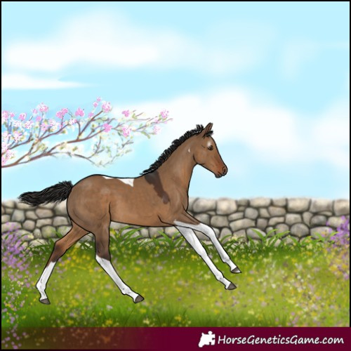Horse Color:Gray Liver Red Dun Tobiano 