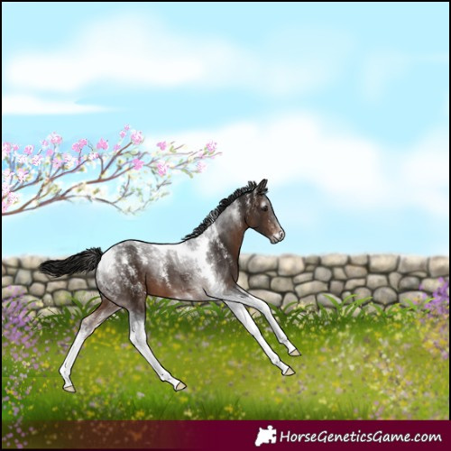 Horse Color:Powder White Gray Bay Tobiano 