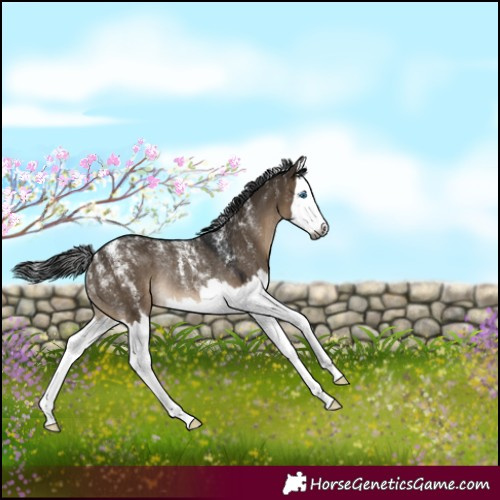 Horse Color:Powder White Gray Brown Dun Splash Rabicano 