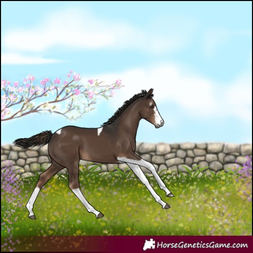 Horse Color:Gray White Spotted Liver Chestnut Tobiano 