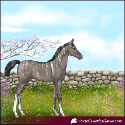 Horse Color:Powder White Grullo 