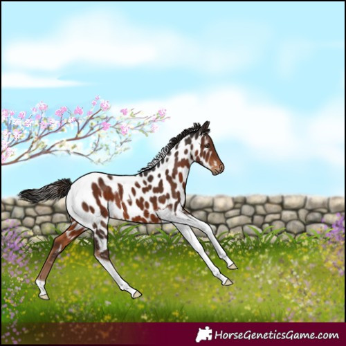 Horse Color:Gray Liver Chestnut Tobiano Appaloosa 