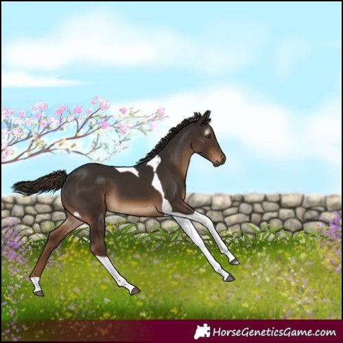 Horse Color:Gray Liver Chestnut Tobiano 