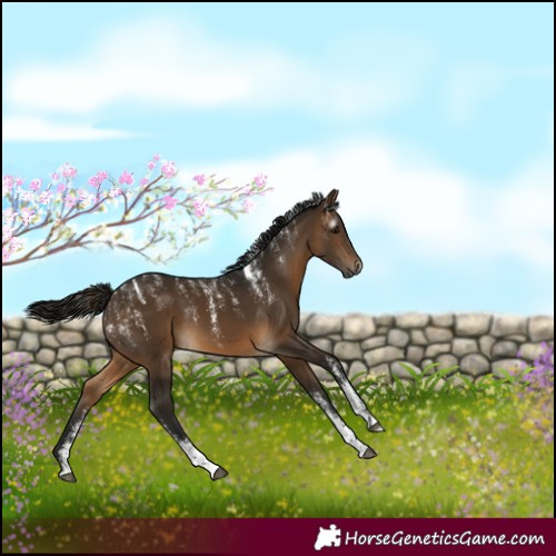 Horse Color:Powder White Gray Buckskin 