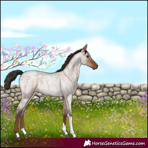 Horse Color:Liver Red Dun Roan Tobiano 