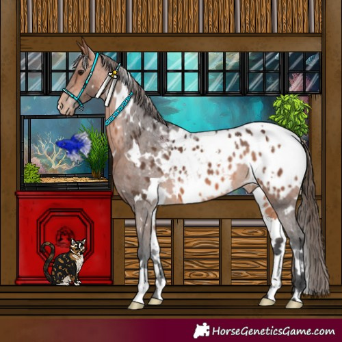 Horse Color:White Spotted Bay Appaloosa
