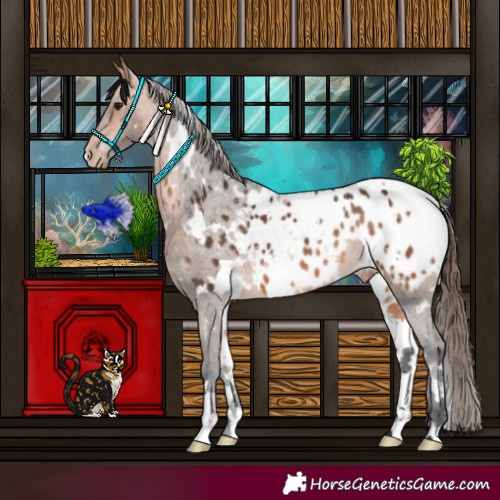 Horse Color:White Spotted Bay Blanket 