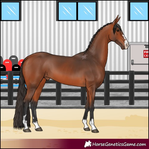 Horse Color:Bay 