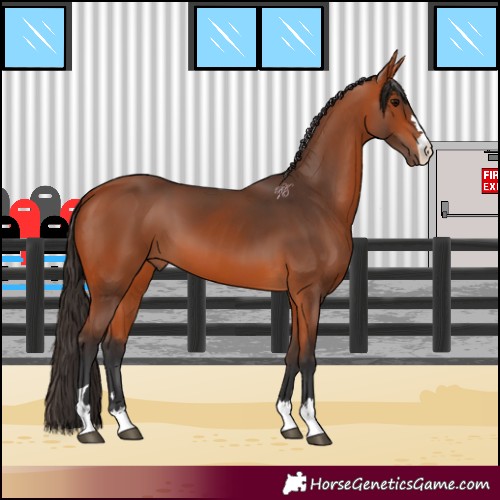 Horse Color:Bay 