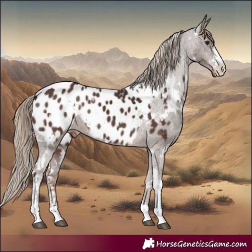 Horse Color:White Spotted Liver Chestnut Sabino Appaloosa 