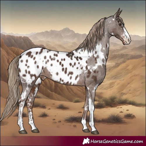 Horse Color:White Spotted Liver Chestnut Sabino Appaloosa 
