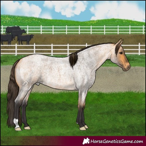 Horse Color:Buckskin Roan 
