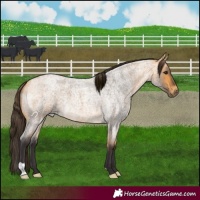 Horse Color:Buckskin Roan