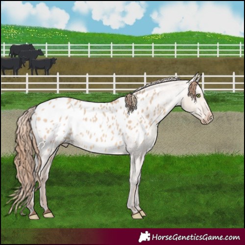 Horse Color:Amber Champagne Dun Blanket 