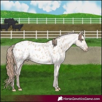 Horse Color:Amber Champagne Dun Appaloosa 