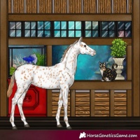 Horse Color:White Spotted Chestnut Appaloosa 
