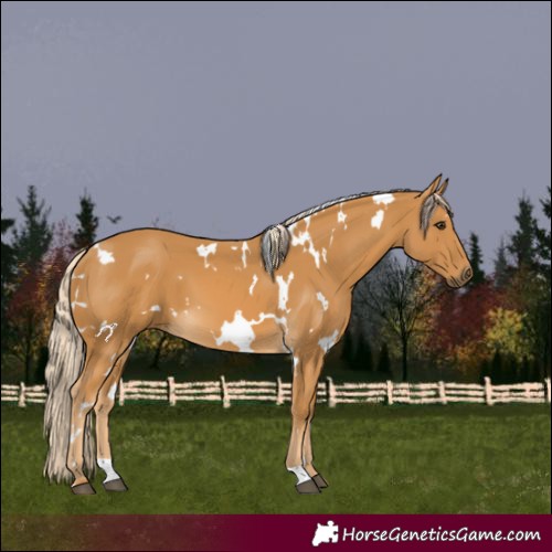 Horse Color:White Spotted Palomino 