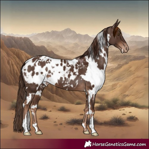 Horse Color:White Spotted Liver Chestnut Blanket 