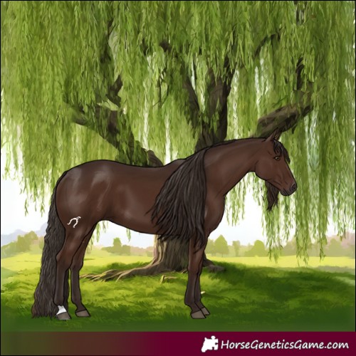 Horse Color:Liver Chestnut 