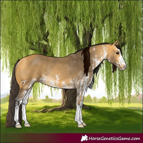 Horse Color:White Spotted Buckskin Rabicano 