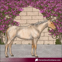 Horse Color:Palomino Roan 