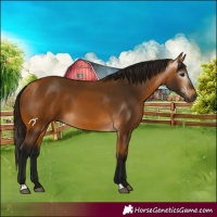 Horse Color:Gray Buckskin