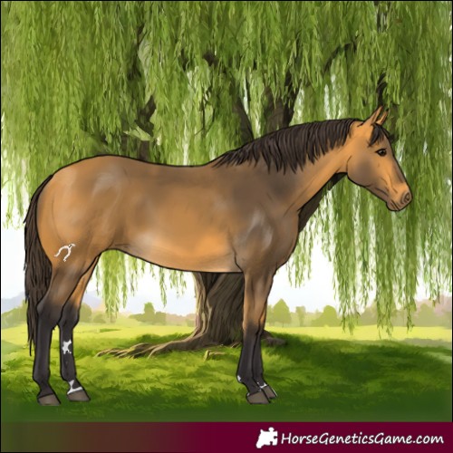 Horse Color:Buckskin 