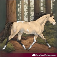 Horse Color:Buckskin Tobiano 