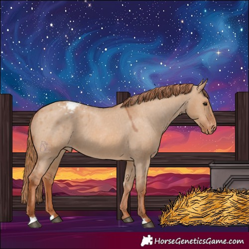Horse Color:Red Dun Appaloosa 