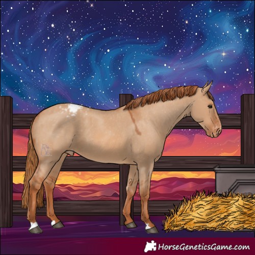 Horse Color:Red Dun Appaloosa 