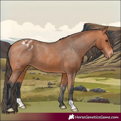 Horse Color:Bay Appaloosa 