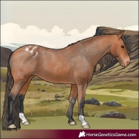 Horse Color:Bay Appaloosa