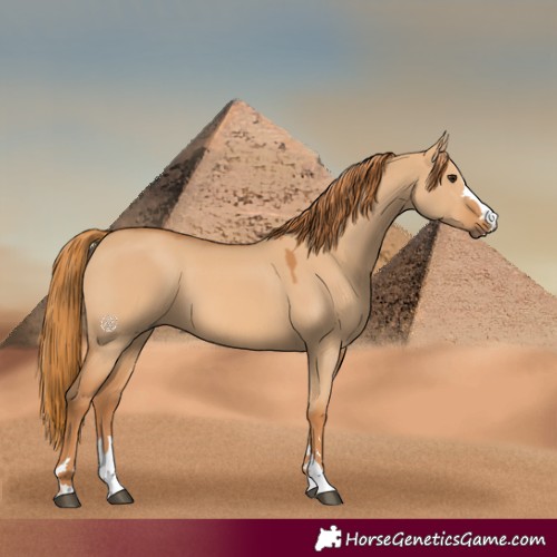 Horse Color:Red Dun 
