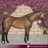 Horse Color:Gray Bay Dun 