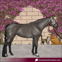 Horse Color:Gray Grullo 
