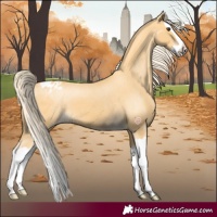 Horse Color:Palomino Splash Appaloosa