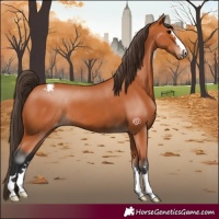 Horse Color:Bay Blanket 