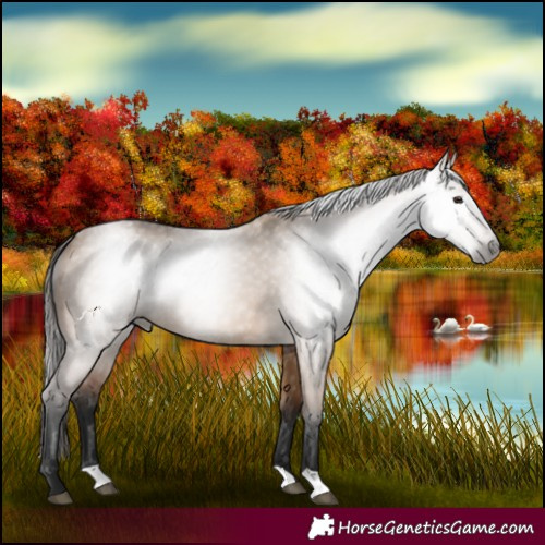 Horse Color:Gray Bay Dun Varnish 