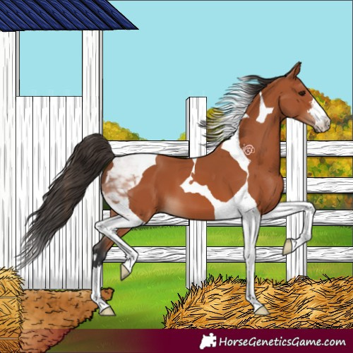 Horse Color:Bay Tobiano 